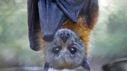 Fruit Bat Close