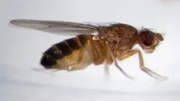 Gene Discovery Sheds Light On How Fruit Flies Retreat From Heat