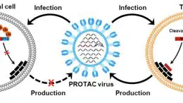 Generation of PROTAC Viruses