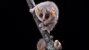 Gray Mouse Lemur