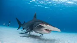 Great Hammerhead Shark