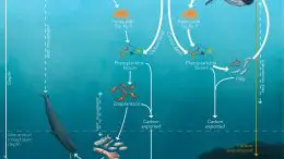 Great Whales’ Direct and Indirect Nutrient and Carbon Cycling Pathways