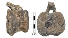 Hadrosaur Vertebra