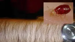 Hairy People Better at Catching Bedbugs