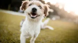 Happy Dog Playing