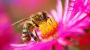 Honeybee on Flower