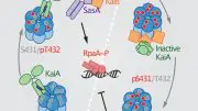 In Vitro Circadian Clock Illustration