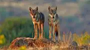 Indian Wolves