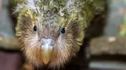 Kakapo Chick