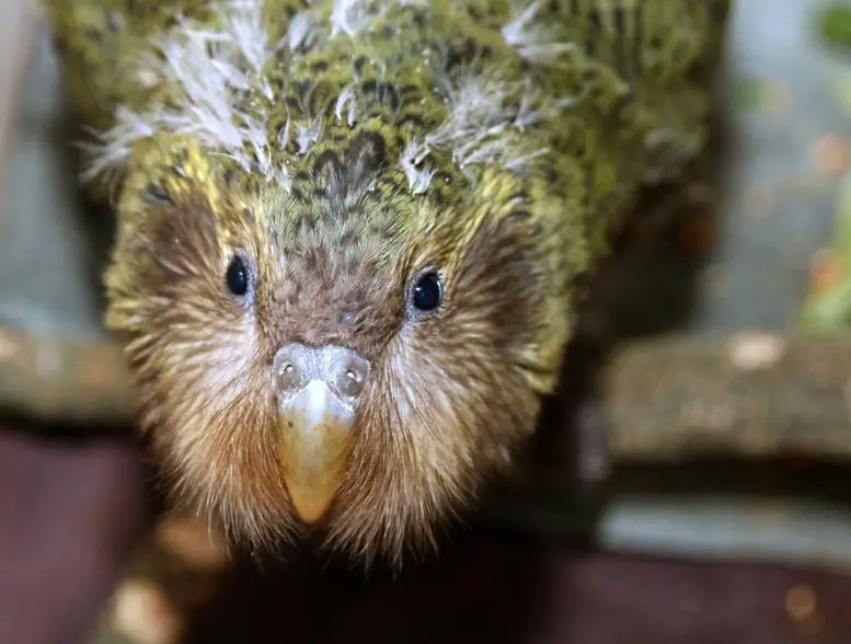 Kakapo Chick