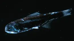 Lanternfish