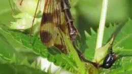 Large Scorpionfly From Nepal Named Lulilan obscurus