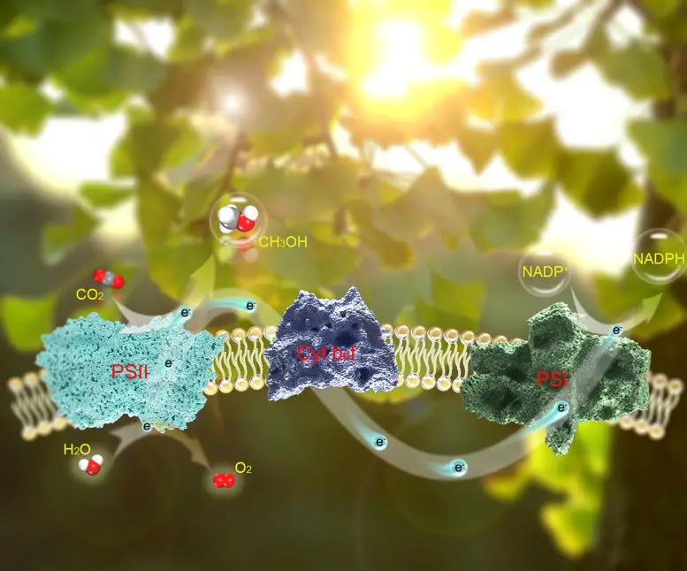 Light-Driven CO2 Assimilation by Photosystem II