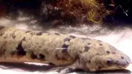 Lungfish Uses Pelvic Fins To Walk Underwater