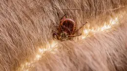 Lyme Disease Infected Tick