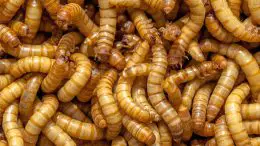 Mealworms