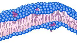 Membranes of Infectious Bacteria Are No Match for Molecular Machines