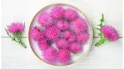 Milk Thistle in Bowl