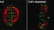 Mitotic Spindle-Chromosome Attachments