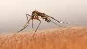 Mosquito