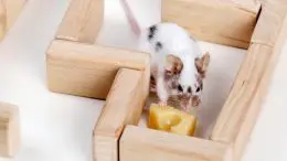 Mouse Cheese Maze