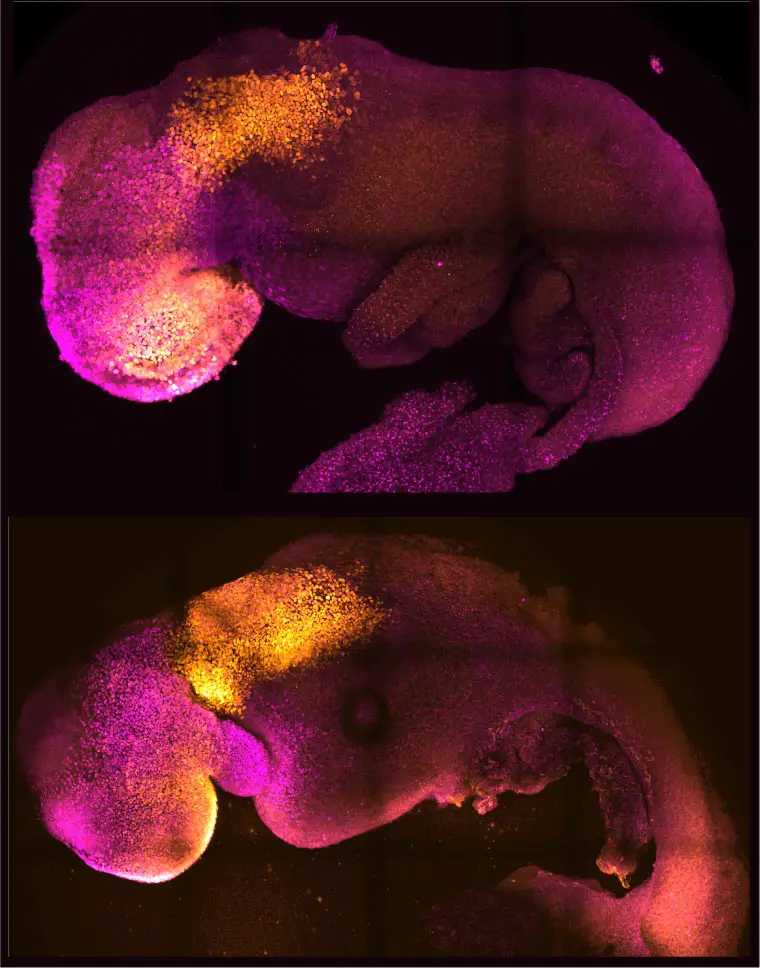 Natural and Synthetic Embryos