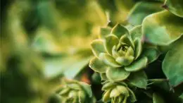 Nature Succulent Plants