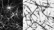 Neural Network and Nanowire Network