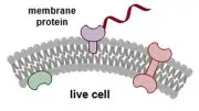 New Drug Discovery Strategy