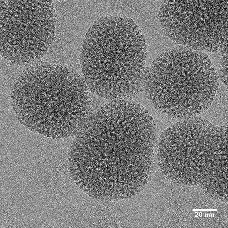 New Nanoparticle To Act at the Heart of Cells