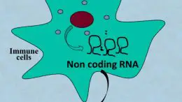 New Pathway to Regulate Immune Response