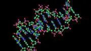 New Transcription Factors That Can Bind to DNA and Turn On Specific Genes