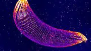 Plasmodium Cytoskeleton