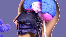 Olfactory System Infection Illustration