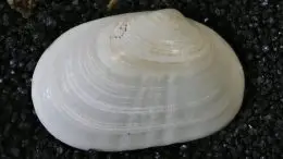 Original Clam Specimen