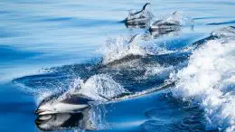 Pacific White-Sided Dolphins