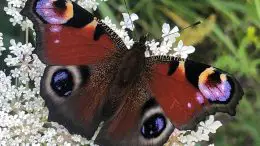 Peacock Butterfly