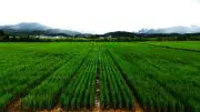 Perennial Rice Variety PR25 Growing in China