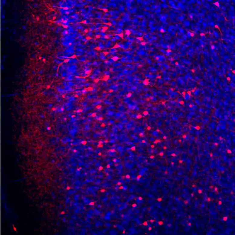 PFC Memory Neurons