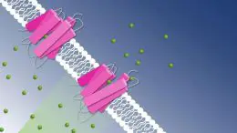 Photoactive Chloride Pumping Through Cell Membrane