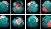 Photoconversions Cells