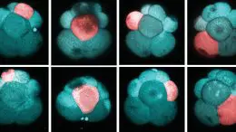 Photoconversions Cells