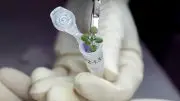 Plant Grown During the Lunar Soil Experiment