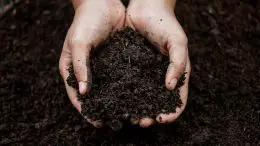 Planting Soil in Hands