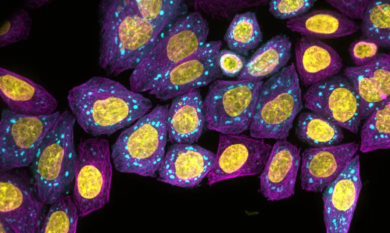 Protein Condensates Forming Inside Living Cells