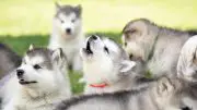 Puppies Try Howling