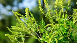 Ragweed Plant