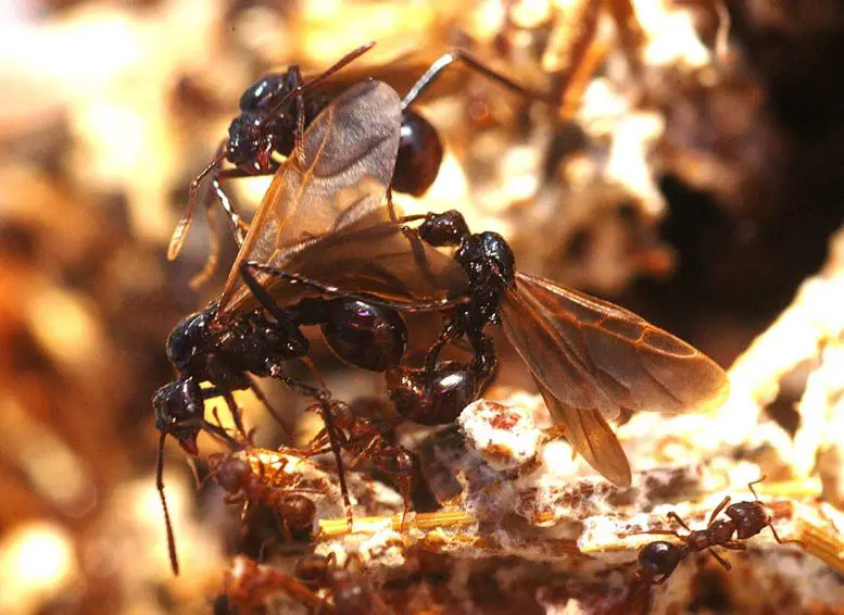 Rare Parasitic Ant, Pseudoatta argentina