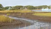 Recreational fishing is a major contributor to the rapid decline of important salt marshes