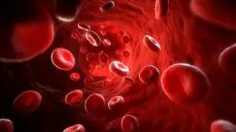 Red Blood Cells in Blood Vessel